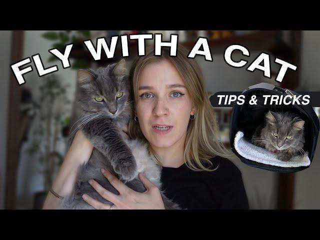 How to travel with a cat internationally ️