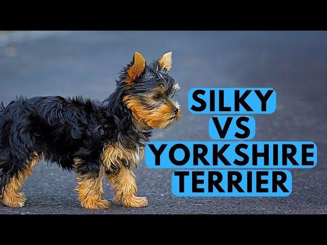 Yorkshire Terrier vs Silky Terrier Difference