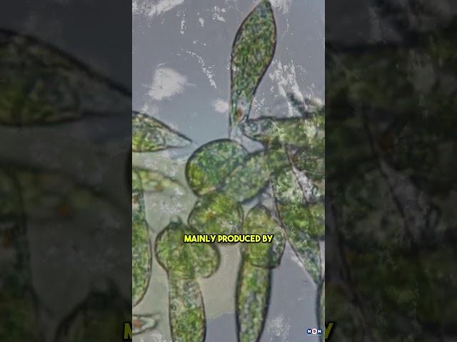 Signs of Alien Life? Webb Spots Mysterious Chemicals on K2-18 b!
