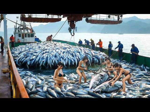 World's Largest Fish Catch Revealed - How Japanese Fishermen Use Giant Nets to Catch Fish