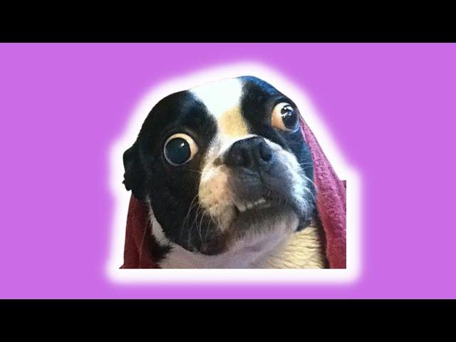 You did WHAT? Boston Terrier Fails and Wins!