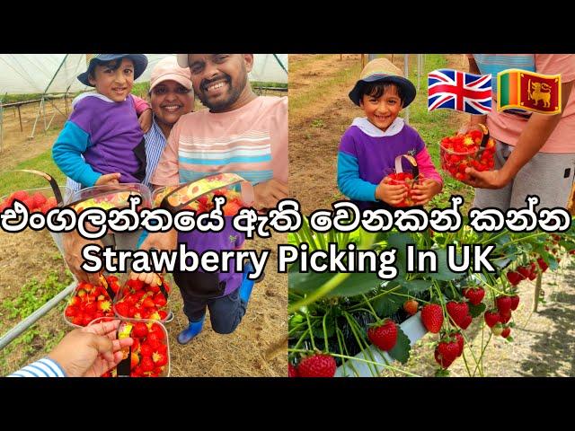 Strawberry Picking In UK| Pick Your Own Strawberries | Life In UK | UK Sinhala Vlog | Lankans In UK