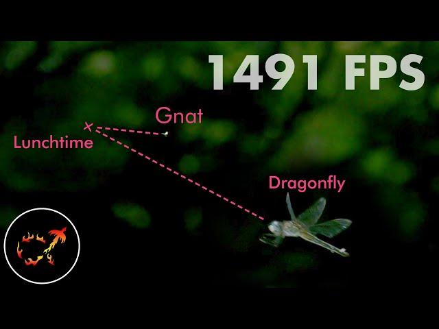 Dragonflies hunt by predicting the future