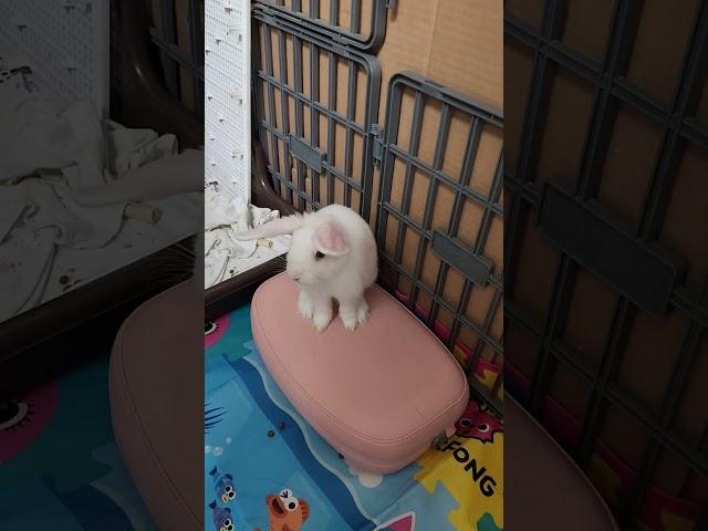 2025년 6월 14일 롭이어토끼(Lop Rabbit) #Cute Bunny #Lop #rabbit  #bunny #animals #토끼 #love #cute #pet