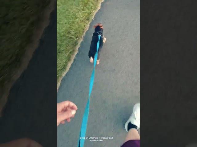 poop it n loop it walking poochies hands free ya herd