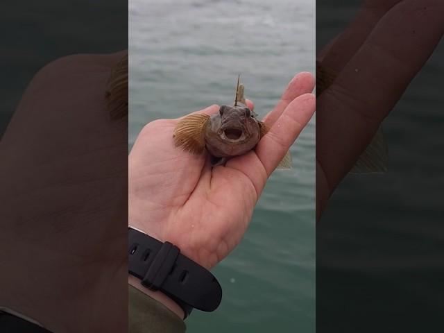 Рыбалка в Сочи, морская рыба, ловля на спиннинг, чёрное море