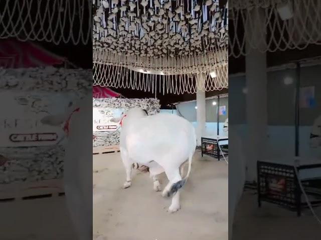 mashallah ️