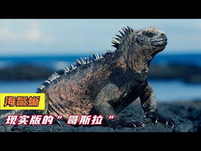 marine iguana 海鬣蜥 现实版哥斯拉，神奇的史前动物！如果遭遇日本核污水，能否成功变异？