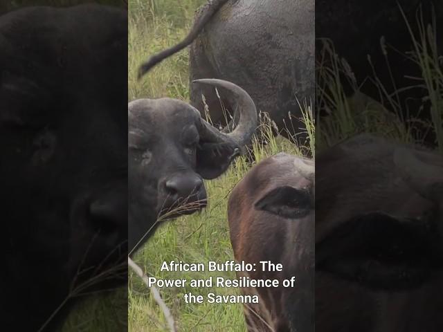 Why Are African Buffalo the Most RESILIENT Creatures in the Savanna?