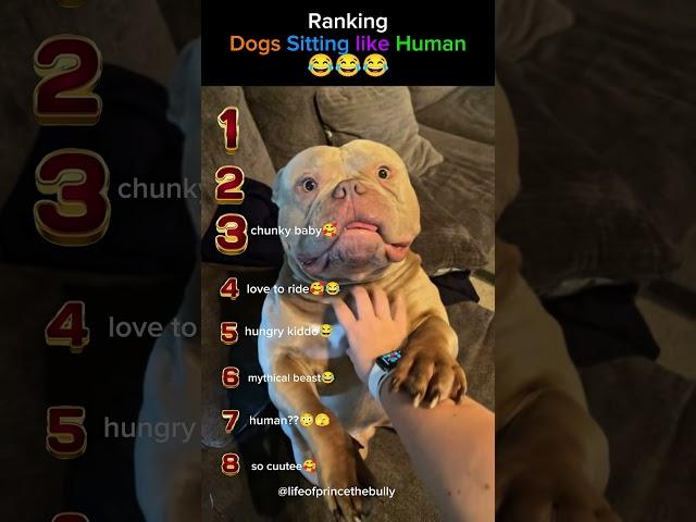 Ranking the Funniest Dogs Sitting Like Humans!