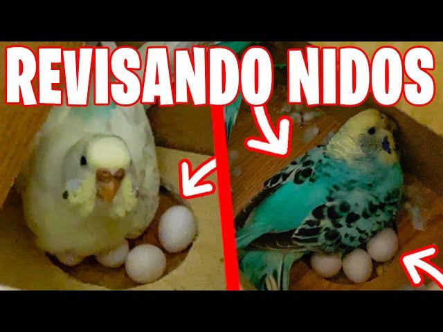 REVISANDO NIDOS DE PERIQUITO