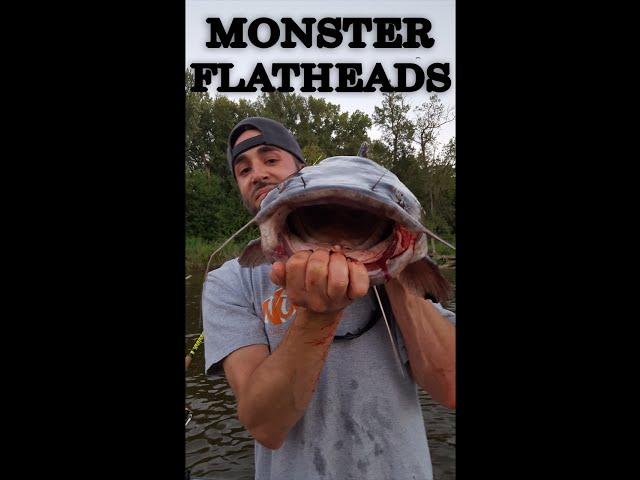 HUGE Flathead Catfish: Mississippi River, Minnesota - Northwoods Angling