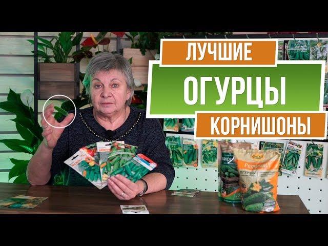 Лучшие огурцы корнишоны  ️ Сорта огурцов пикулей