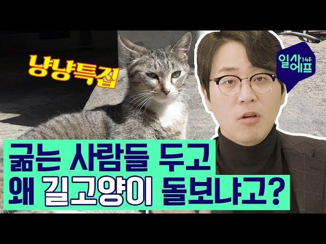 [나응식의 냥냥특집] 길고양이와 캣맘&캣대디를 향한 오해와 진실