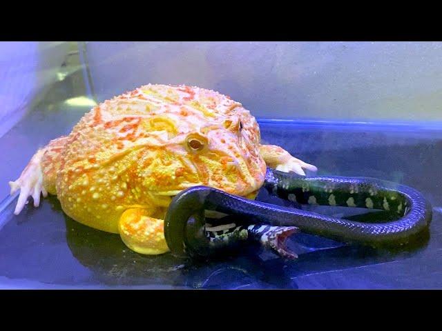 Viper snake in my stomach | Pacman frog , African bullfrog【LIVE FEEDING】【ツノガエル】