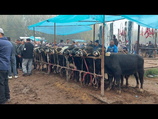 Aka Nechi pul bo'ldi? Yozyovon Sotilgan Olingan Mollar narxlari 06.11.2024