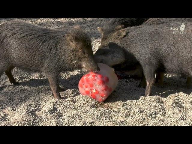 Eisbomben für die Weißbartpekaris im Zoo Berlin - Ice bombs for the White-lipped peccaries