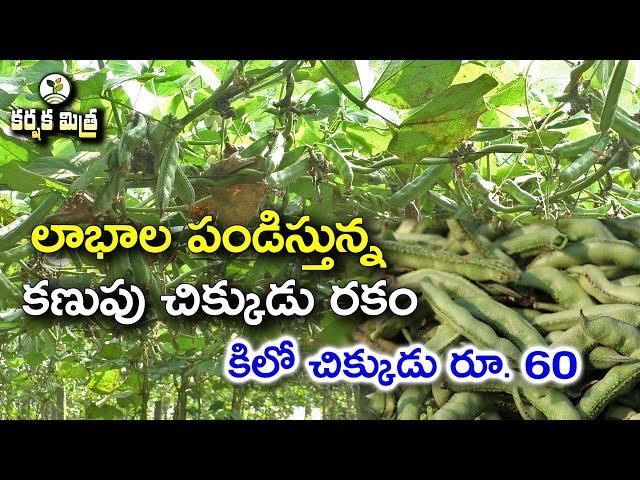 కాసులు పండిస్తున్న కణుపు చిక్కుడు || Success Story of Broad Bean Farming || Karshaka Mitra