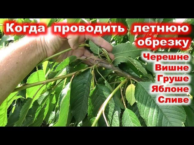 КОГДА проводить ЛЕТНЮЮ ОБРЕЗКУ плодовых ДЕРЕВЬЕВ в саду.
