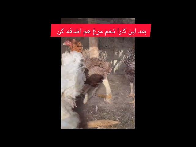 تاحالا باقالی واویج گیلانو امتحان کردی بامن همراه باش تا بهت بگم#آشپزی_ایرانی #گیلانی@GILFOOD-