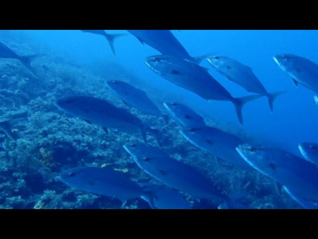 One minute of the mesmerizing and predatory flight of Amberjack, in Greek Mayatiko.