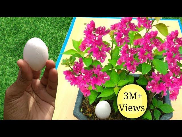 Best free fertilizer for any plants | 3 Easy ways to use Eggshell in gardening