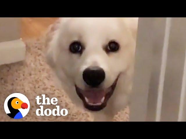 Dog Definitely Thinks She Lives In A Horror Film | The Dodo