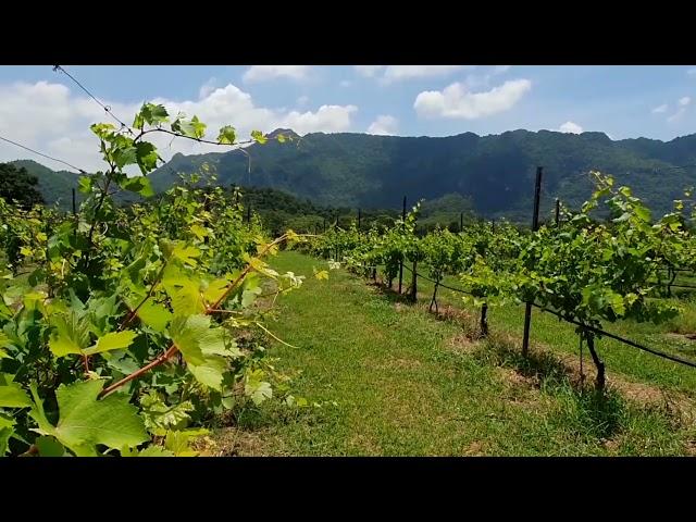 Wine Country Relaxation | Summer Vineyard | Soothing Birdsong Nature Sound