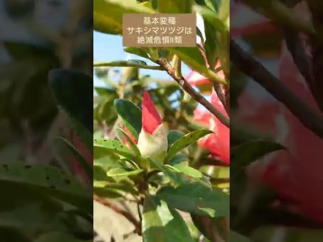 園芸種クメジマツツジ・野生種は絶滅