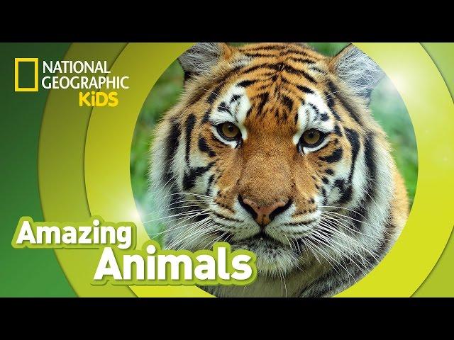 Tiger  | Amazing Animals