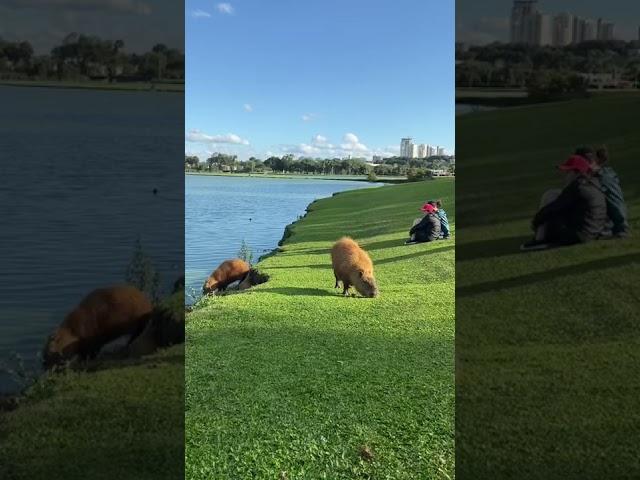 Spotting capybaras in Brazil . #parquebarigui #curitiba #brazil #youtubeshorts