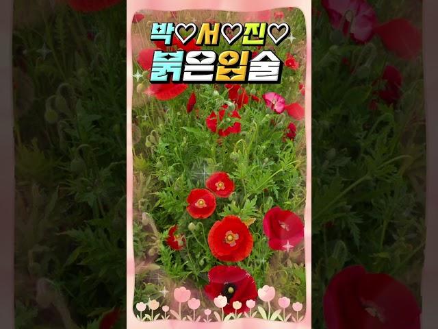 박서진#붉은입술#가수고유정 tv#Shorts#구독좋아요