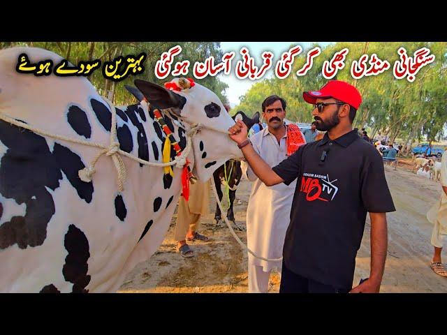 Sangjani Mandi Last Day Update 6 June 2025 | Bhatta Chowk Mandi _ Sangjani Mandi
