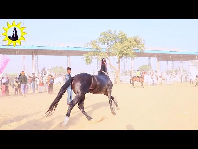 Pushkar Mela Fair 2018 RDGohil videography