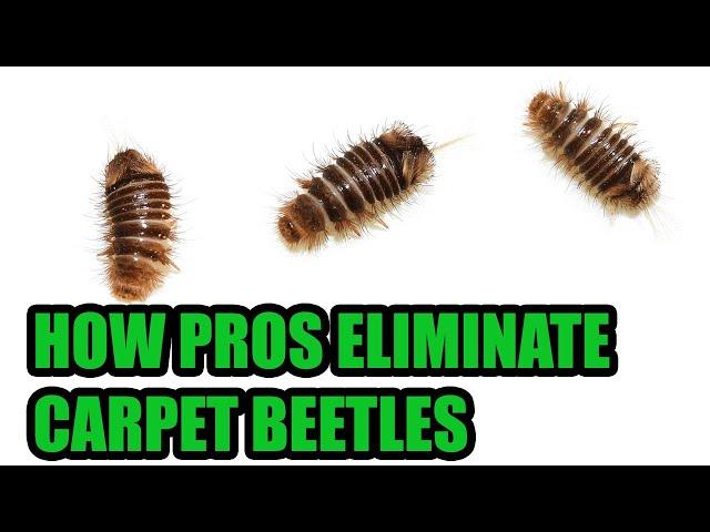 Carpet Beetles Aren’t Bed Bugs! - Learn How To Eliminate Carpet Beetles Effectively Like a Pro