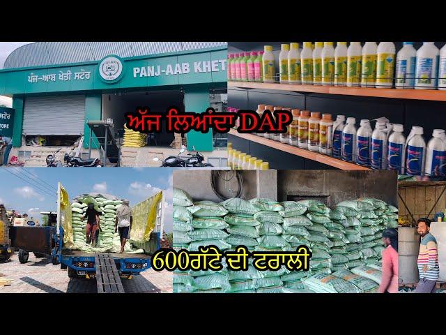 ਆਲੂ ਦੀ ਫ਼ਸਲ ਦਾ ਲਿਆਦਾ DAP//ਖੇਤੀਬਾੜੀ ਮਹਿਕਮਾ//