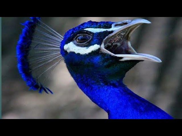 Peacock Sound (Full HD)- Noises