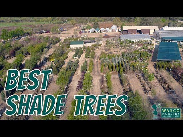 Best Shade Trees for Northern Illinois (Zone 5)