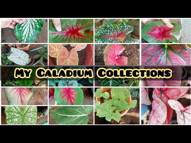 My Caladium Collections/Caladium Tour/Caladium For Sale