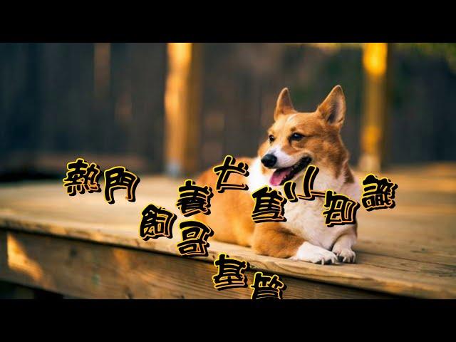 熱門飼養犬隻小知識-哥基篇