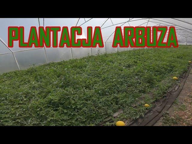 Wizyta na dwóch plantacjach arbuza.  S2E60