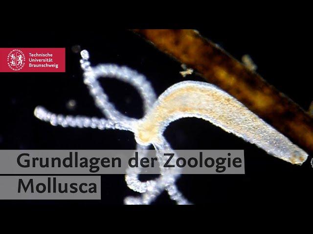 Anatomy Insights #4 – Anatomie der Weichtiere (Mollusca)