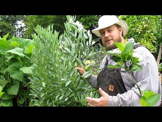 Growing Fava Beans | Amazing Ancient Food Crop & Soil Builder!