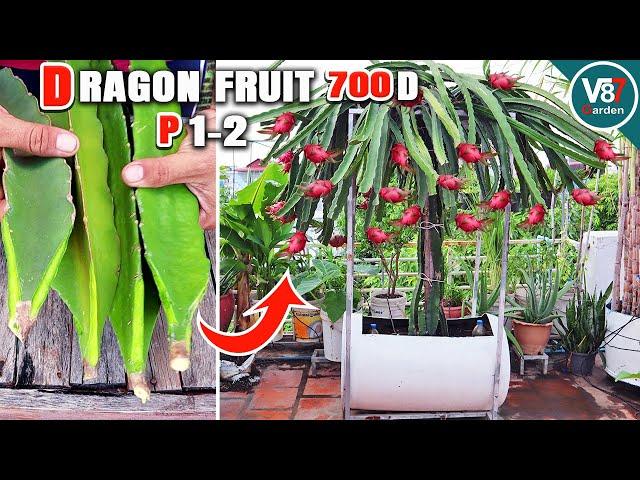 Grow Dragon Fruits in Containers: Easy Step-by-Step Guide from Stem to Harvest | P1-2