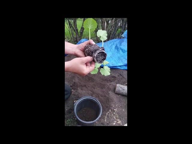 Upgrading Real Estate - Transplanting MN summer squash & cucumbers