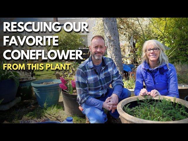 Saving Our Favorite Coneflower From Being Overgrown | Rescuing Plants 