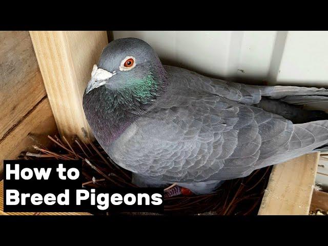 How to Breed Pigeons - [Step by Step]