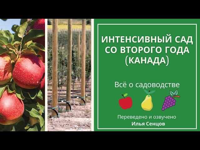 Ведение интенсивного сада до плодоношения (Онтарио, Канада)