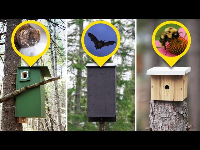 Year 3 Begins: Building Wildlife Boxes for 20+ Species