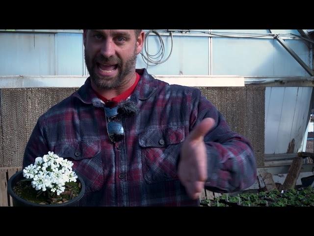 Iberis sempervirens 'Snowsation' Candytuft